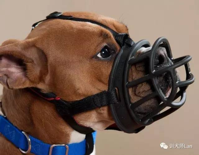 狗皮肤红肿痒小水泡,狗皮肤发红结痂痒是什么病