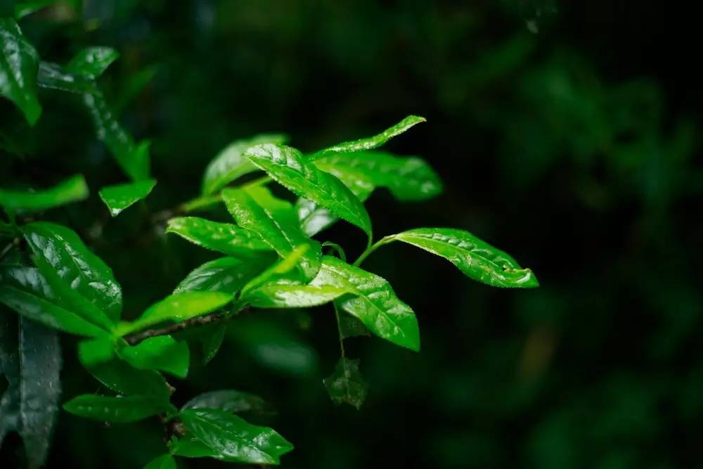 真正的金骏眉是什么样子的,金骏眉究竟什么样子的