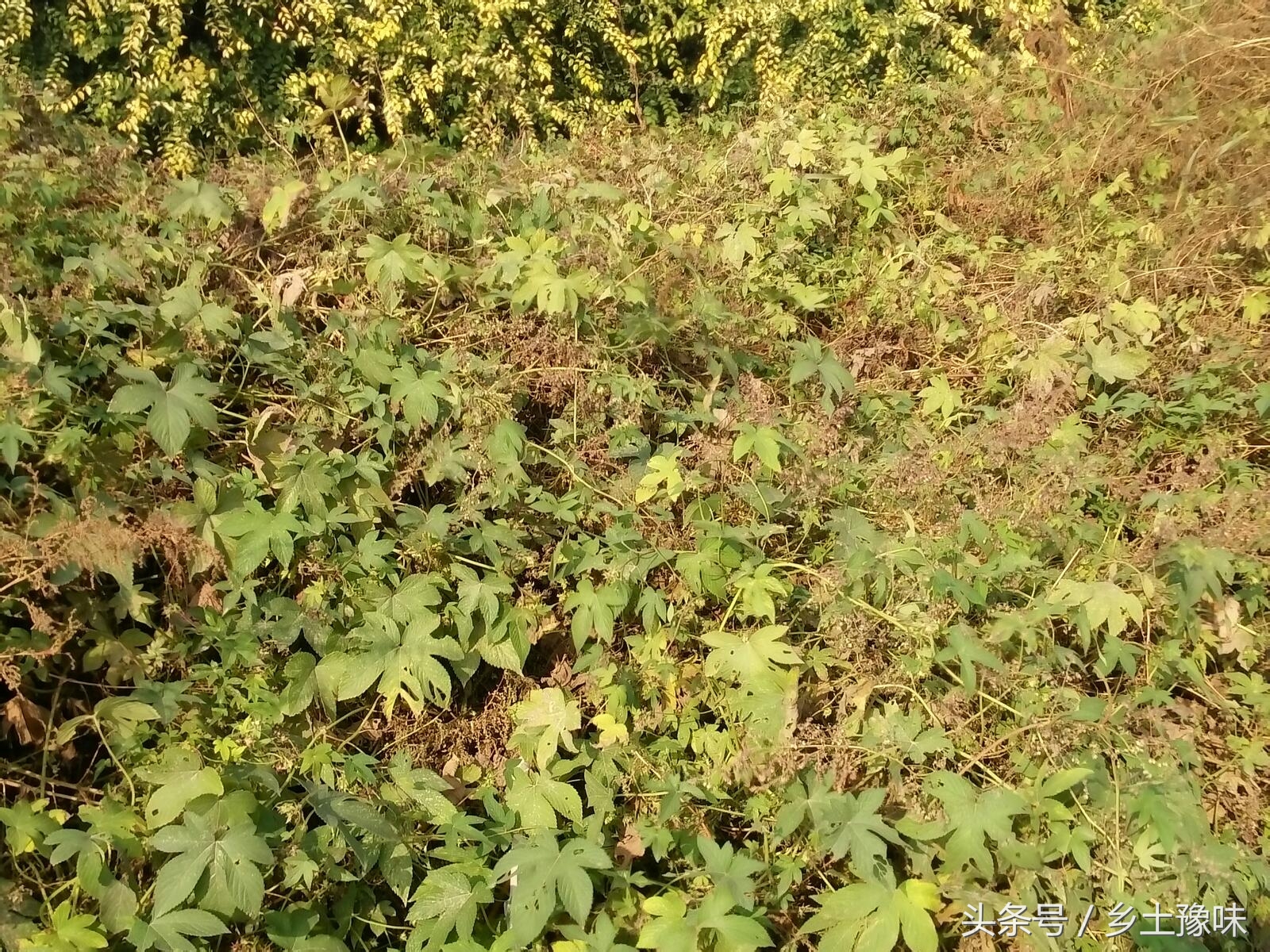 农村地里这种草，不仅害人还害庄稼，但却可以利用它！