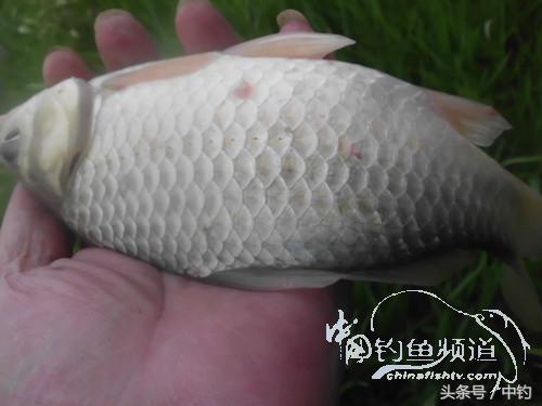 野河深秋降温后钓鲫鱼,冬钓鲫阴雨天怎样钓