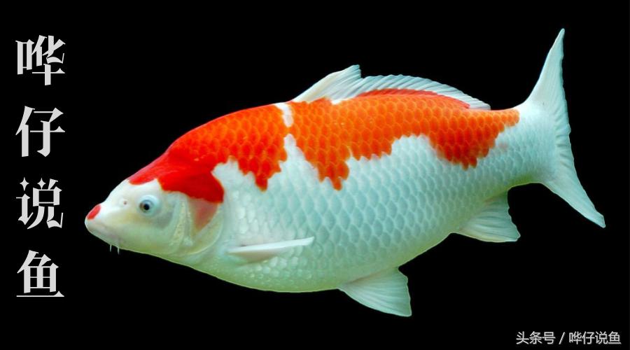 宠物鱼玩家高考开始啦！到目前为止，全国只有一人满分！