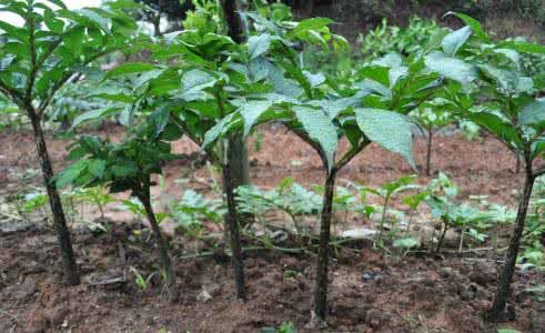 降胆固醇降血脂降血糖,水煮菜可以降胆固醇降血糖吗