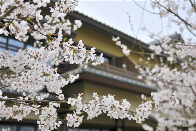 清风和煦，十里芳华，无锡灵山君来波罗蜜多酒店