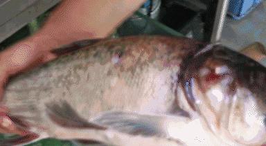 史无前例！秒杀吃鱼！这锅鱼的味道，猫和你都想知道！