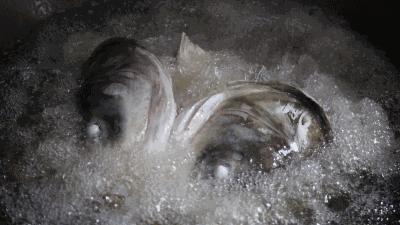 史无前例！秒杀吃鱼！这锅鱼的味道，猫和你都想知道！