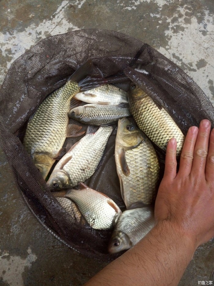刚学会钓鱼就上钩了,刚刚学钓鱼好吗