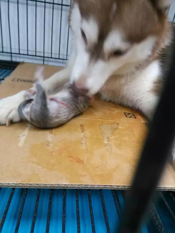 当宠物医生的感受,做宠物医生要什么条件