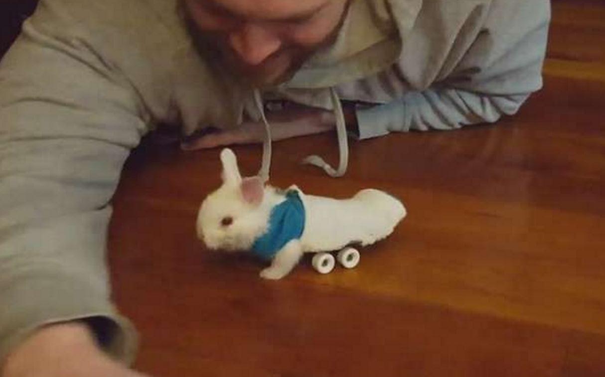 小兔灵机一动想出了一个办法,小兔子瘫痪