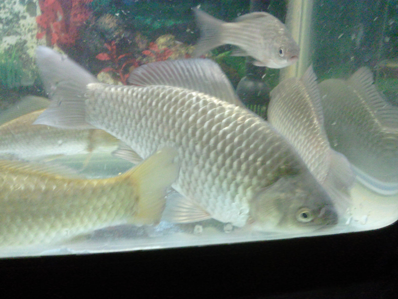 垂钓大师游戏钓鱼技巧,垂钓大师私家秘诀书