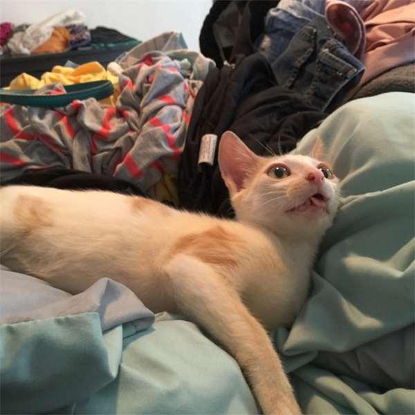 被撞的浪猫下巴严重的脱臼歪斜，想不到却意外成了它的特色招牌！