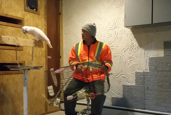 鹦鹉看见自己笼子被砸,鹦鹉看到同伴被猫咬死怎么办