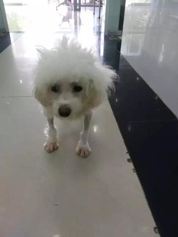 当宠物医生的感受,做宠物医生要什么条件