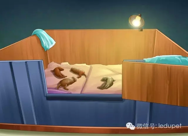 狗妈妈坐月子,狗妈妈跟狗宝宝月子怎么护理