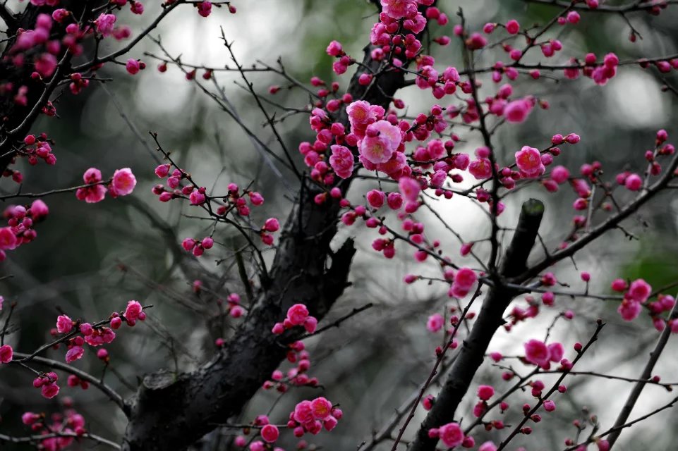 赏梅的正当时候,最是一年春光好踏春赏梅正当时