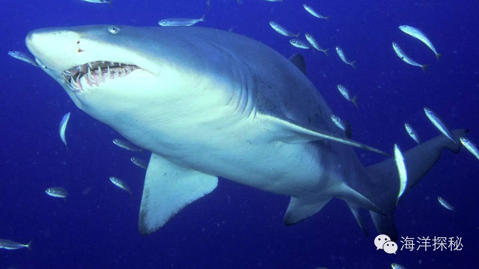 鲨鱼一直游泳会沉入海底吗,海洋生物漫谈内容
