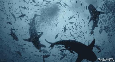 鲨鱼一直游泳会沉入海底吗,海洋生物漫谈内容