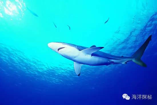 鲨鱼一直游泳会沉入海底吗,海洋生物漫谈内容