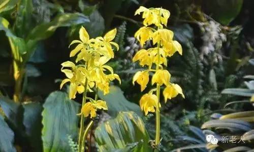 全国56个市花图片,中国各市市花集中图