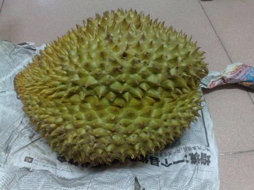 没熟的榴莲打开什么样,榴莲打开了肉没熟硬硬的怎么办