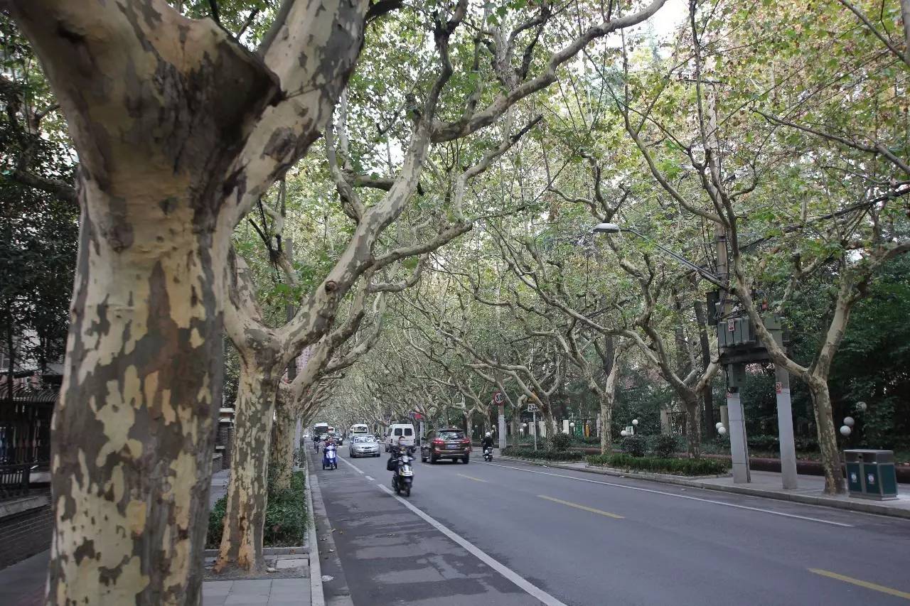 上海四条好看的马路,上海最美一条街