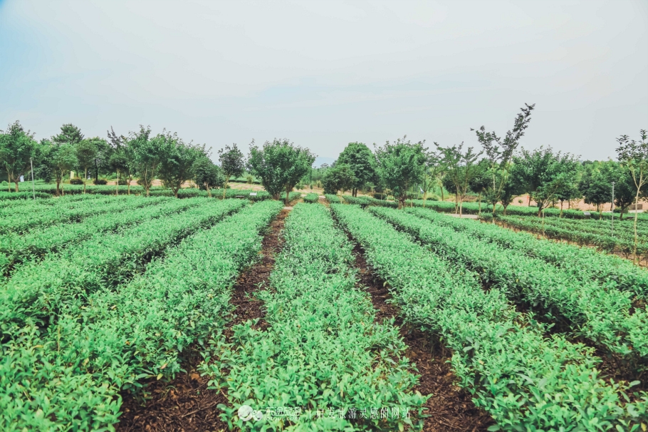 去木子山庄感受禅意，去观察奇曲茶