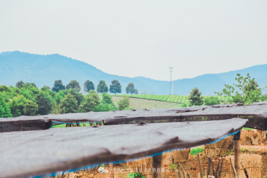 去木子山庄感受禅意，去观察奇曲茶