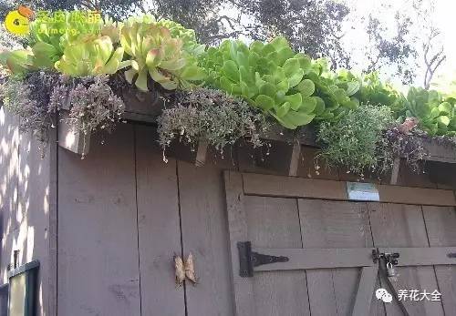 农村瓦房顶上常见多肉 (房顶上都是多肉视频)