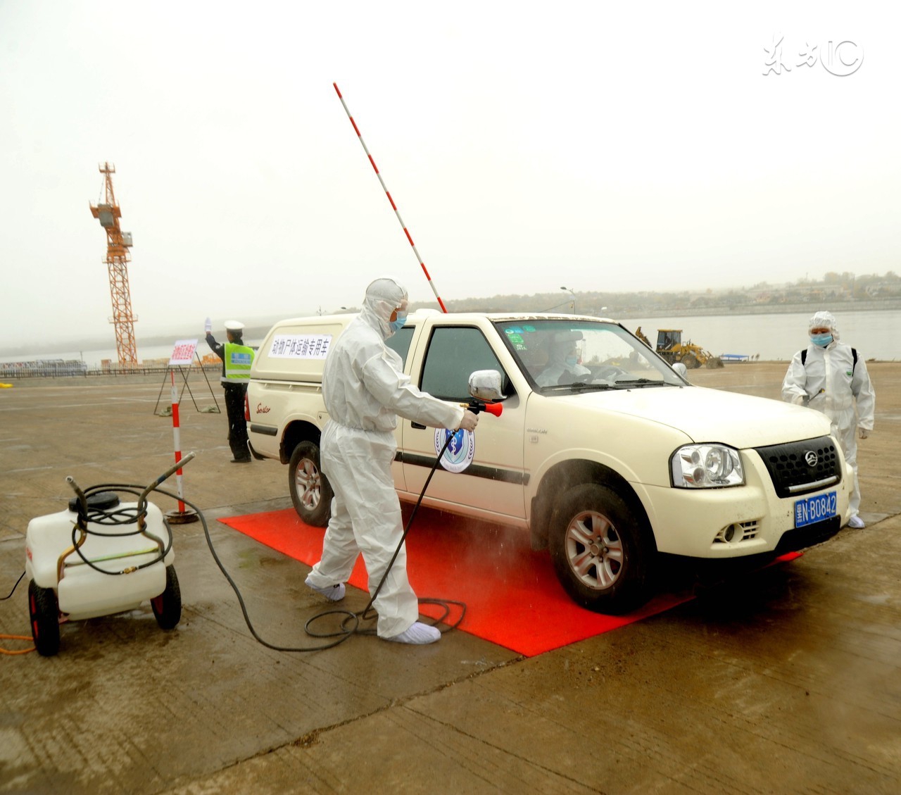 仔猪红痢发病图片,仔猪胀肚拉稀怎么治疗