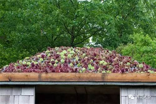 农村瓦房顶上常见多肉 (房顶上都是多肉视频)