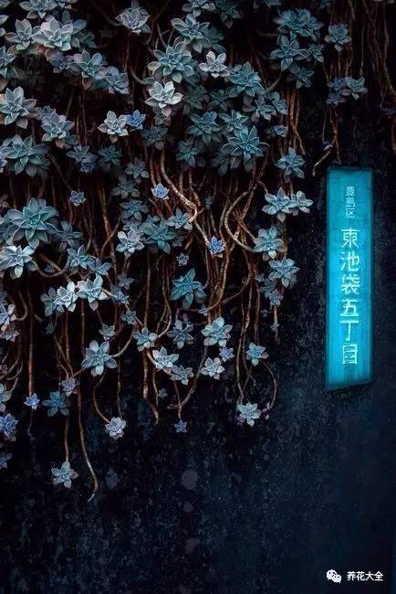 农村瓦房顶上常见多肉 (房顶上都是多肉视频)