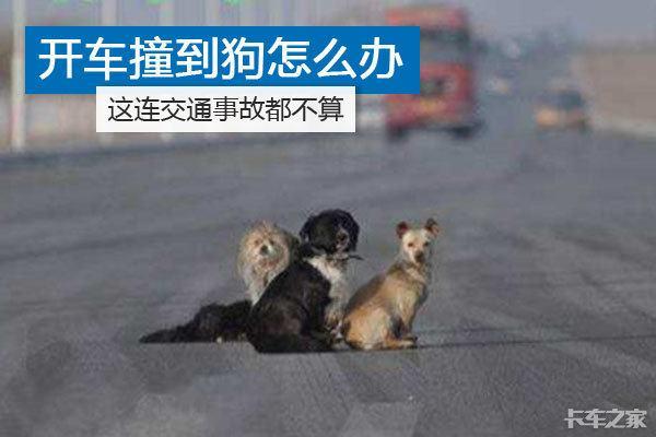 开车撞了条狗算不算交通事故,狗在马路上被车撞了怎么划分责任