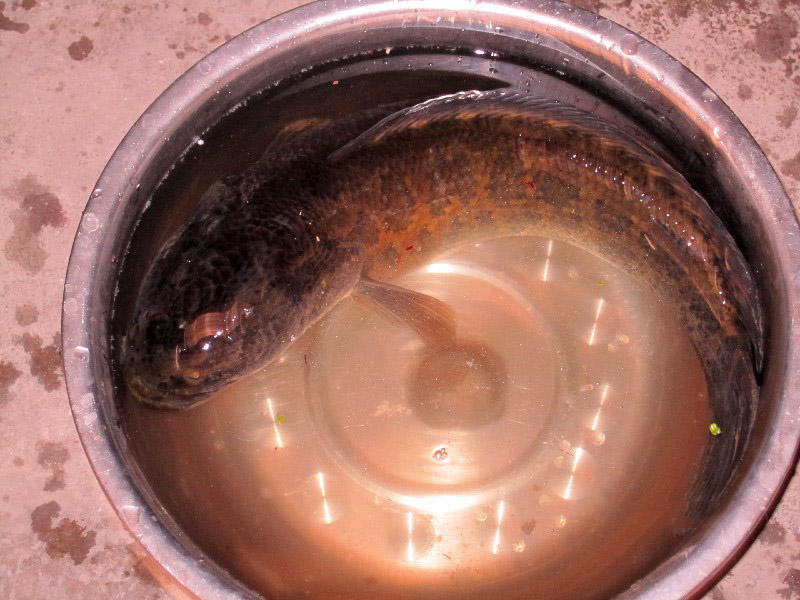 野生七星鱼和养殖区别,野生七星鱼的养殖视频