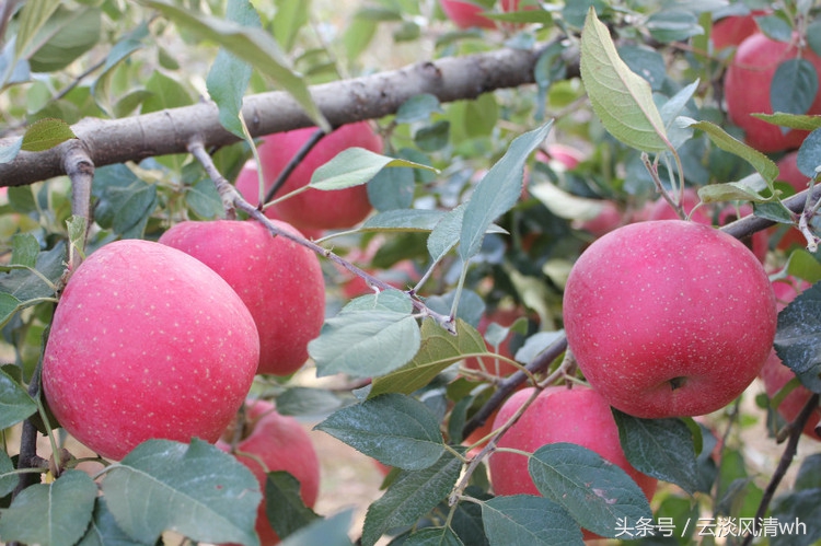 威海林果业的生长情况,威海发展史介绍