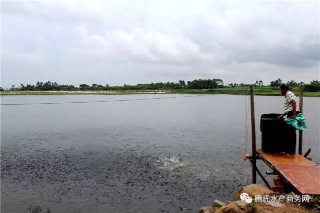 低成本养殖罗非,罗非养殖技术视频全集