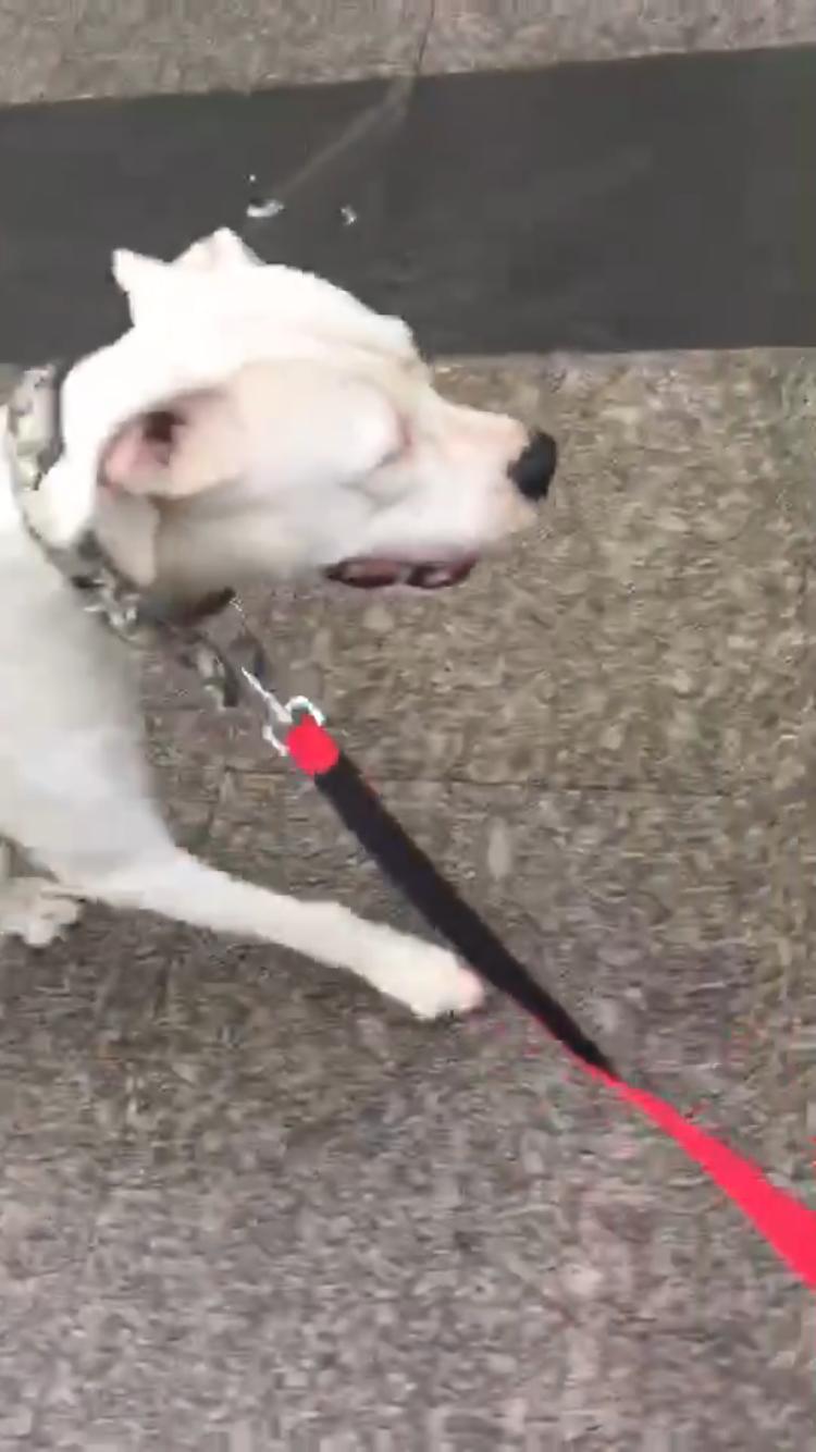 救助流浪杜高犬,被遗弃的子宫脱垂的狗