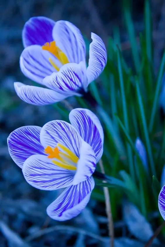 罕见的花红色,正宗藏红花西藏的藏红花