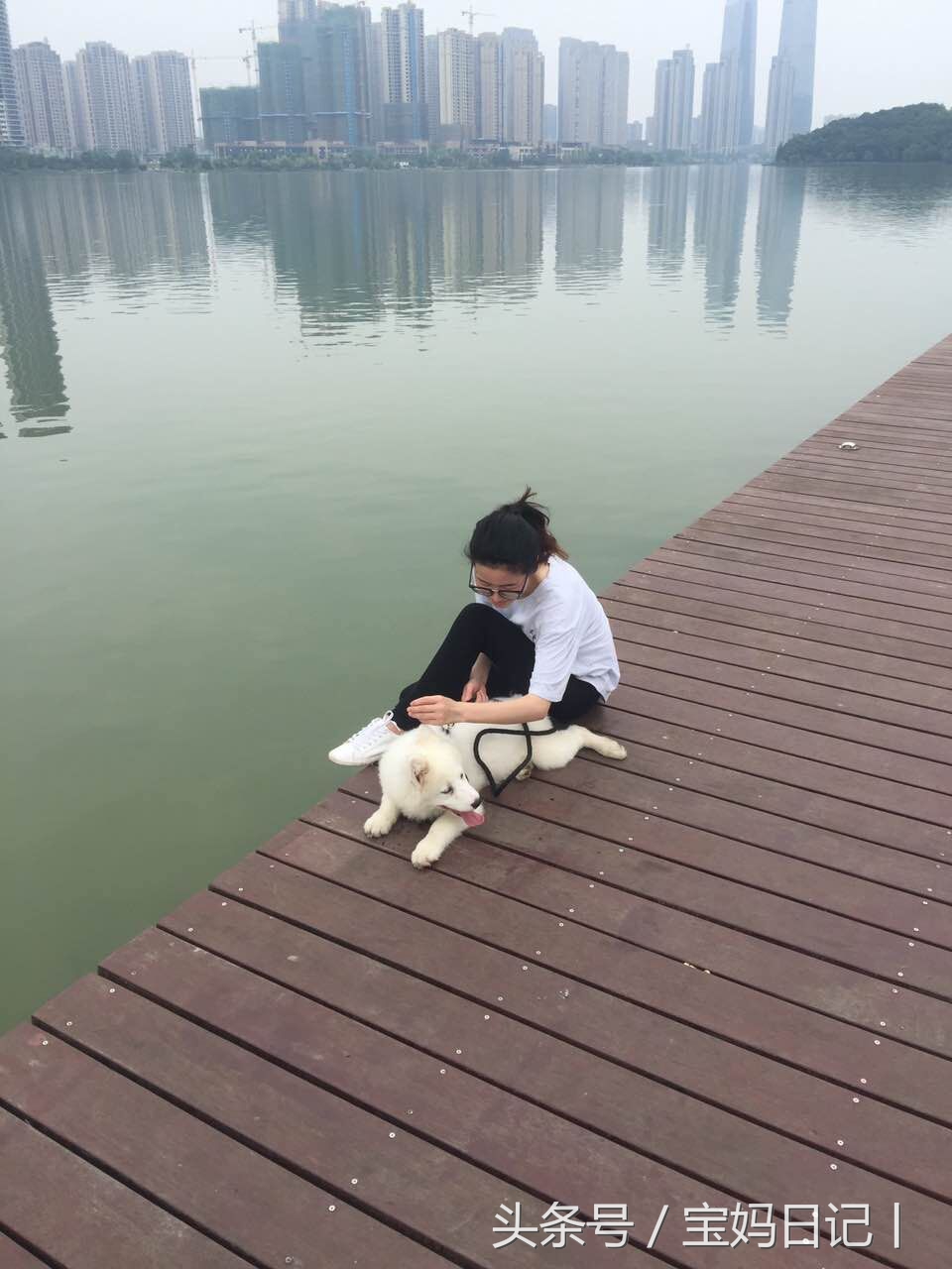 萨摩耶犬怀孕期间怎么养,怎么养萨摩耶犬幼崽