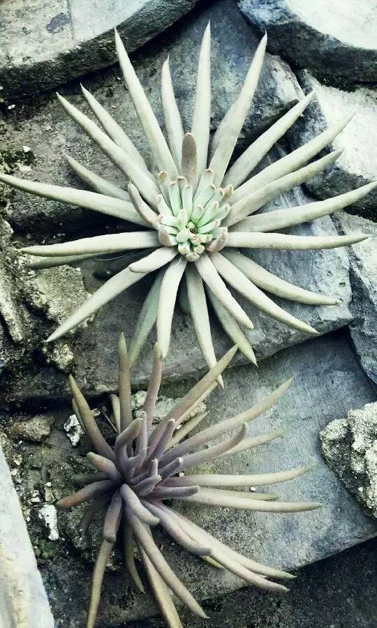 农村瓦房顶上常见多肉 (房顶上都是多肉视频)