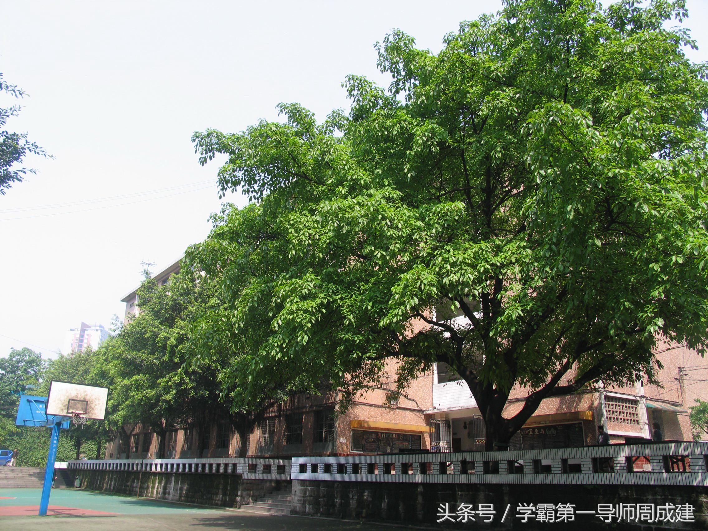 重庆最牛的两所中学实力,重庆你不知道的五所中学