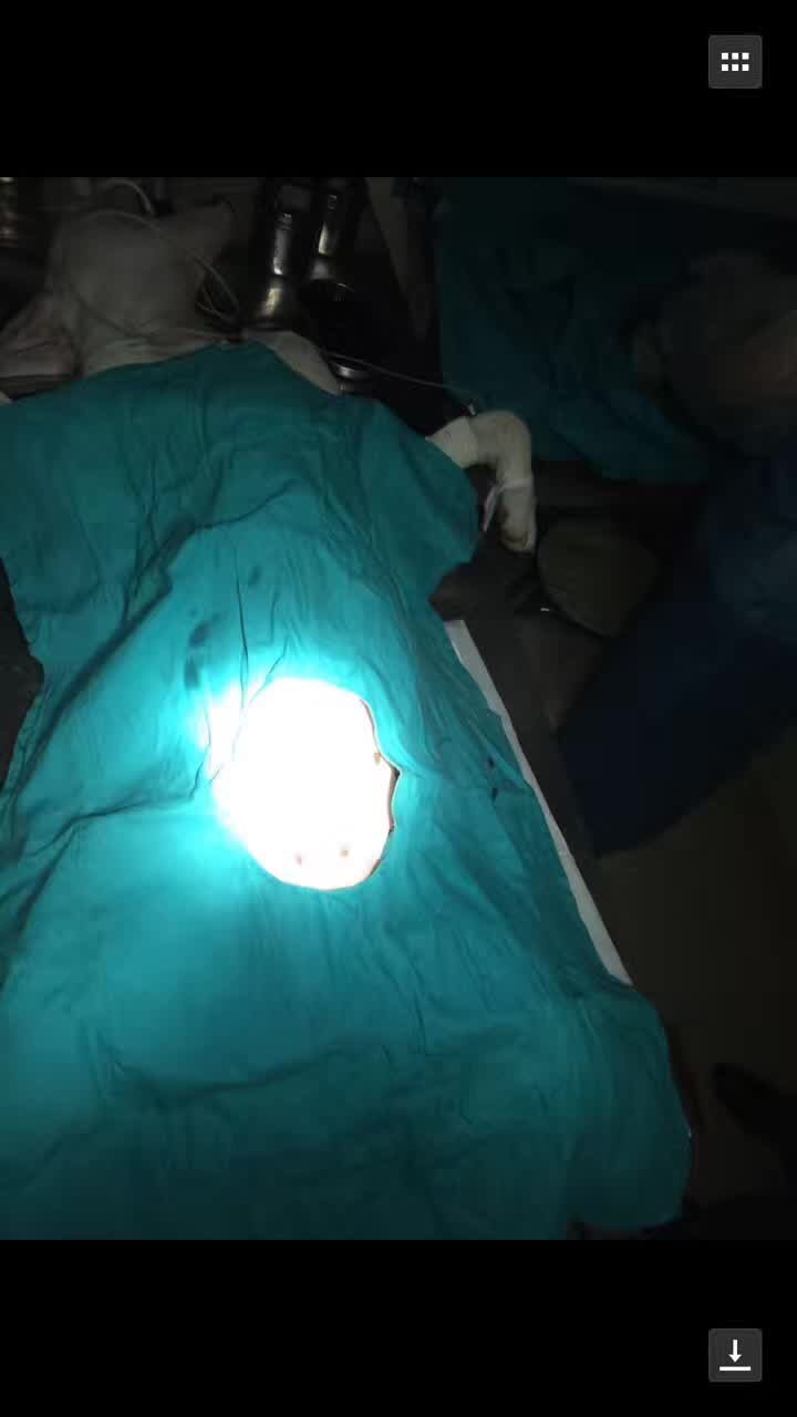 救助流浪杜高犬,被遗弃的子宫脱垂的狗