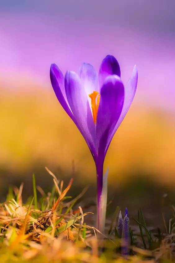 罕见的花红色,正宗藏红花西藏的藏红花