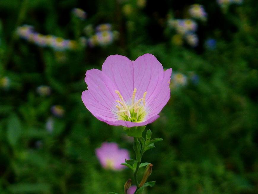 月见草含油量达25.1%含Y~亚麻酸达8.1%，最有开发前景