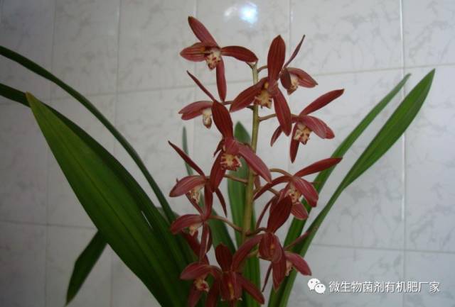 广东适合种植什么品种兰花,什么品种兰花适合室内种植