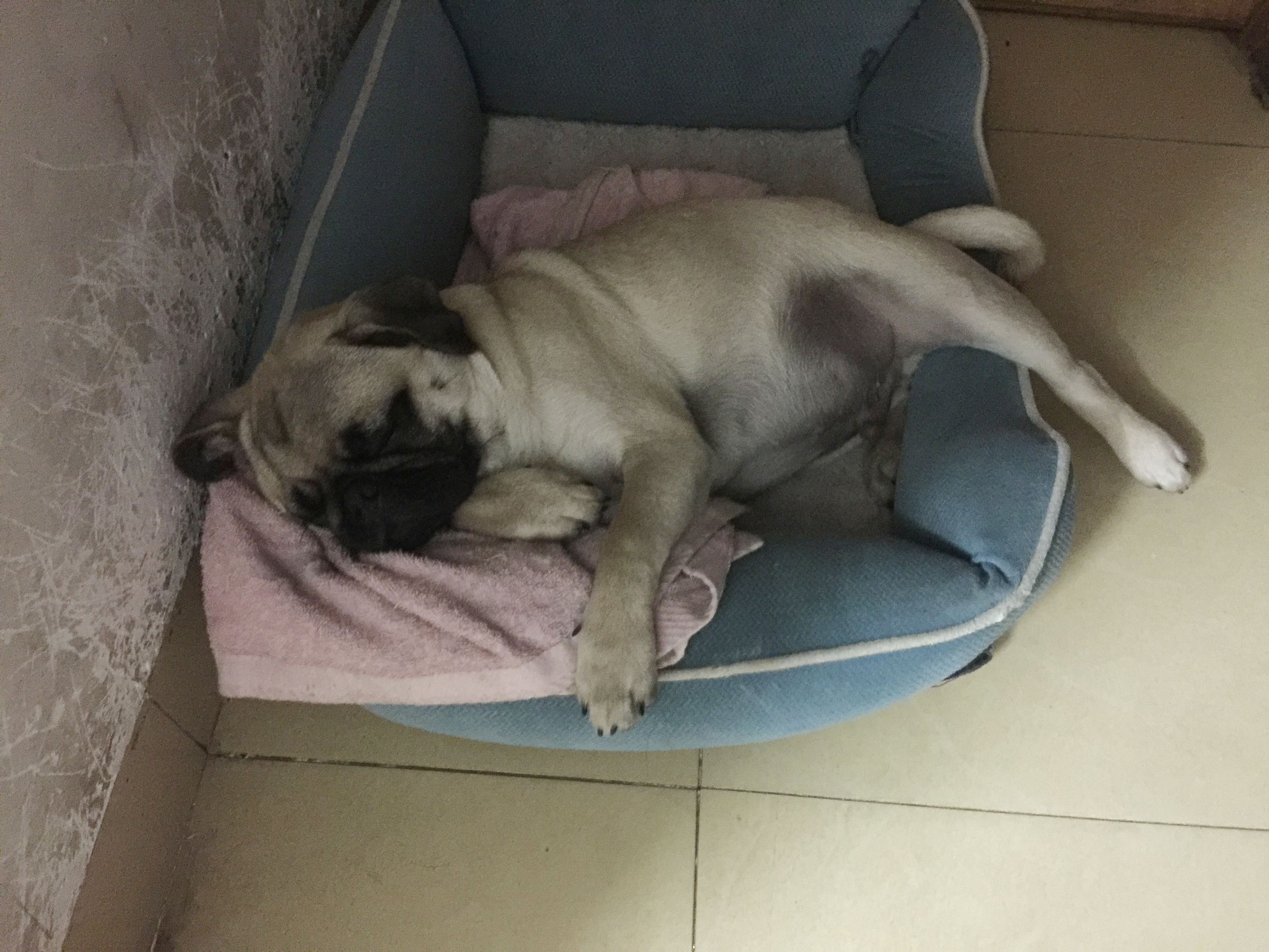 家有傻狗乐趣多,家有傻狗铲屎官的乐趣