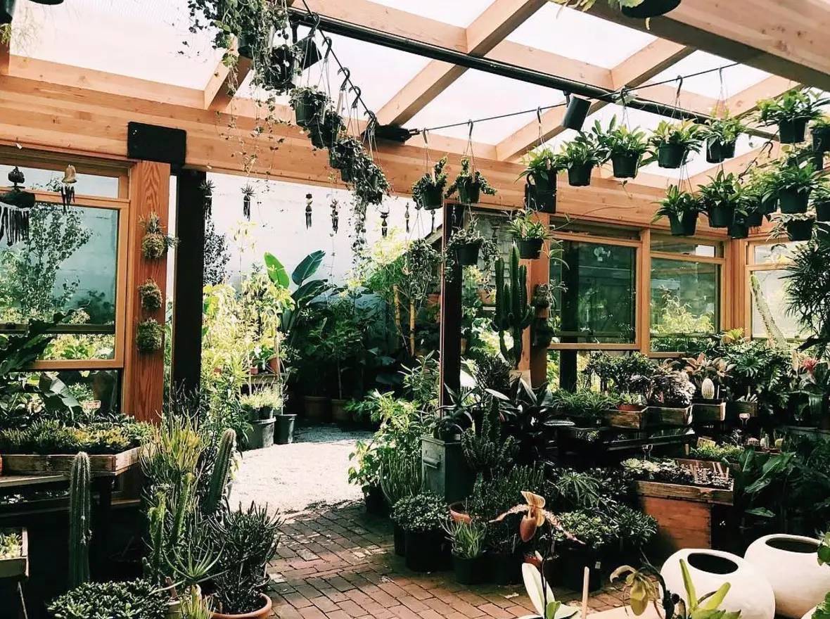 卖的最好的植物店,植物店能买到哪些植物