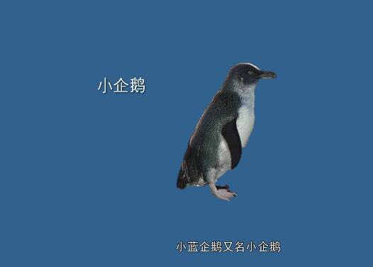 重庆欢乐海底世界儿童节门票,重庆欢乐海底世界海洋馆价格