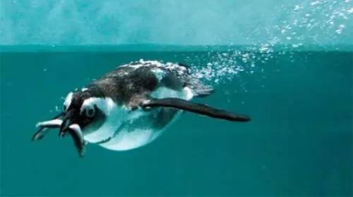 重庆欢乐海底世界儿童节门票,重庆欢乐海底世界海洋馆价格