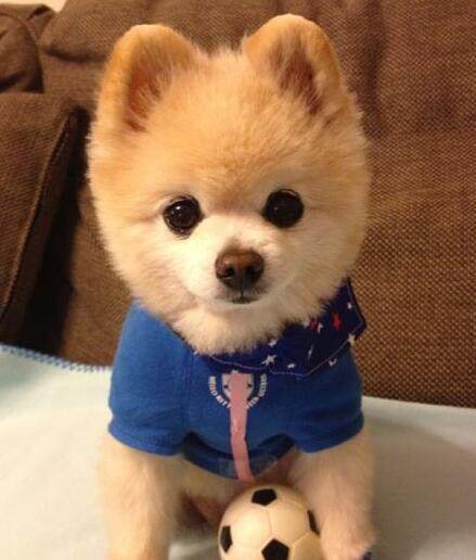 狗狗价格表又便宜又好养,宠物市场狗狗的价格