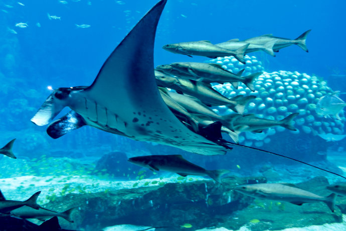 珠海长隆海洋王国游玩攻略门票,珠海长隆海洋王国旅游实用攻略