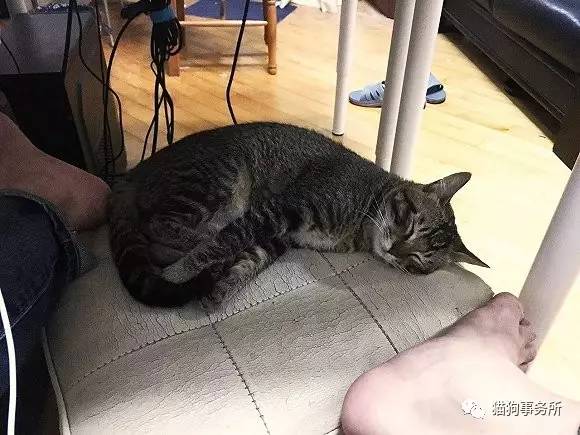 为什么猫可以让一个人的心情变好,猫能使人成熟的从来不是岁月